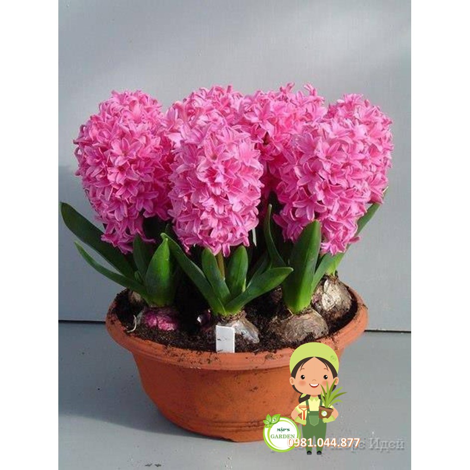 Combo 10 củ hoa tiên ông