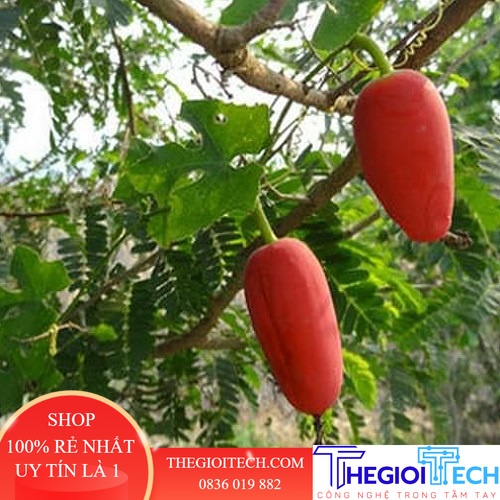 Trái Bình Bát Dây Tươi sạch 100% tự nhiên