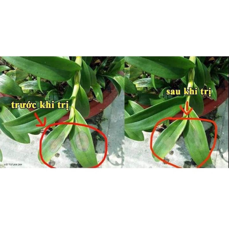 Thuốc trừ bệnh thối nhũn, nấm bệnh trên phong Lan Captan Thai Lan