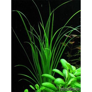 Cỏ Narong - Cây thủy sinh