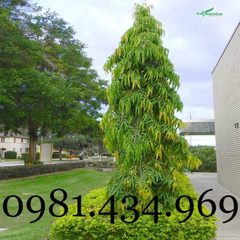 Xịn-Combo 02c ây Hoàng Nam  cao 40cm Mới chuẩn