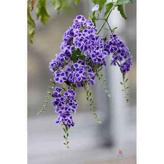 Cây chuỗi ngọc thái _Cây giống chuẩn