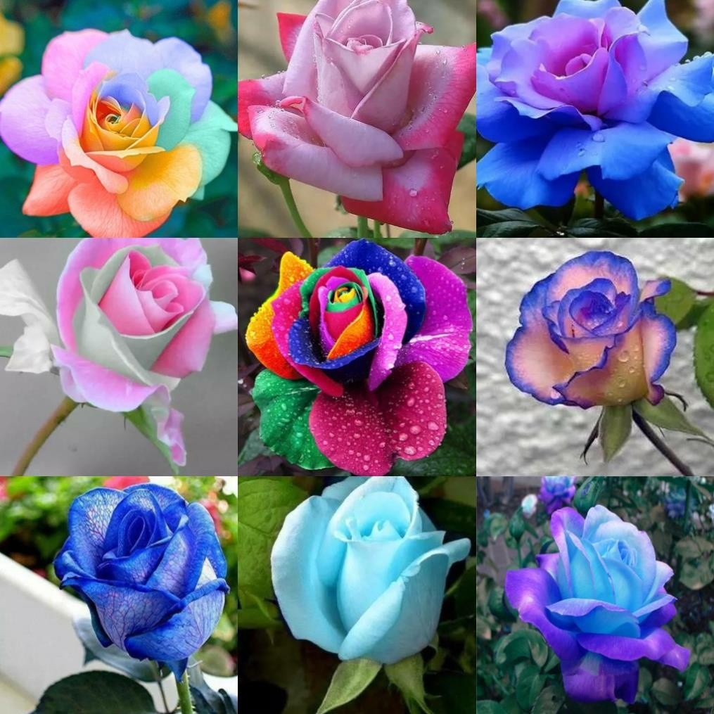 30 hạt giống hoa hồng mix mầu độc đáo