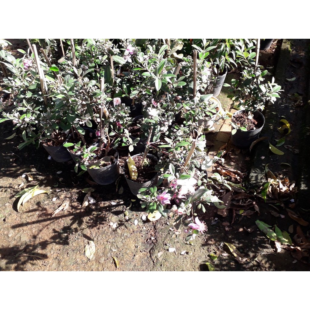 CÂY GIỐNG SIM TÍM đang bông [ Trồng làm cảnh hoặc thu quả ngâm rượu ] [ GIAO NHANH VS FREESHIP +