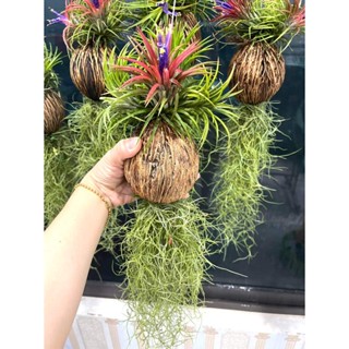 CÂY LỌC KHÔNG KHÍ (Tillandsia,) quả dừa - tóc tiên  màu đỏ