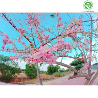 Cây đỗ mai giống - điệp anh đào cao 40-50 cm . _cây giống chuẩn