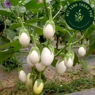 Hạt giống cà trứng ngỗng