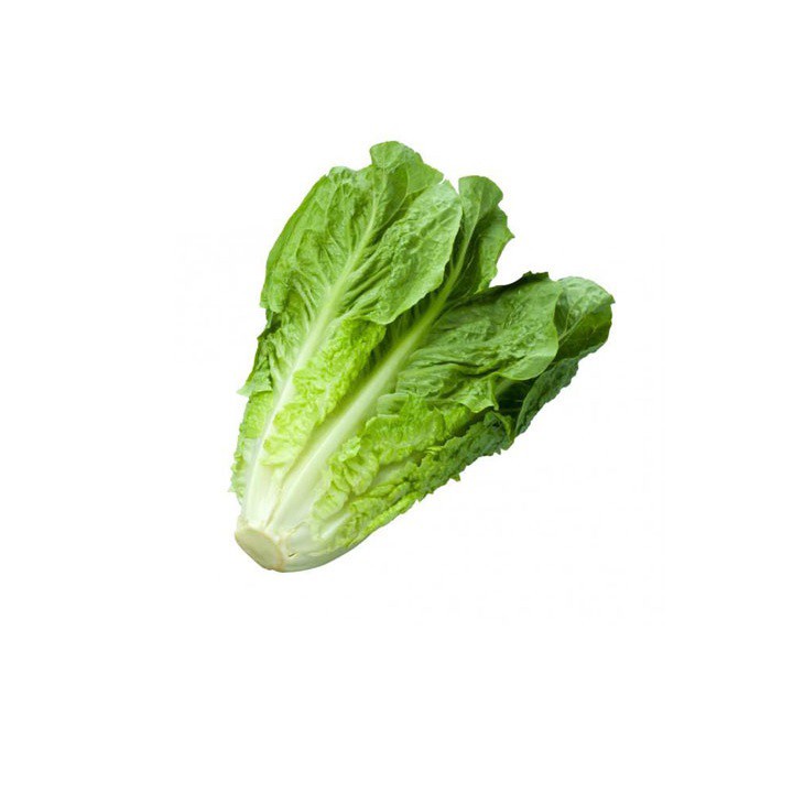 Hạt giống rau xà lách Romain- xà lách hoàng tử xanh gói 0,2 gram xuất xứ Italia - Giống Tốt