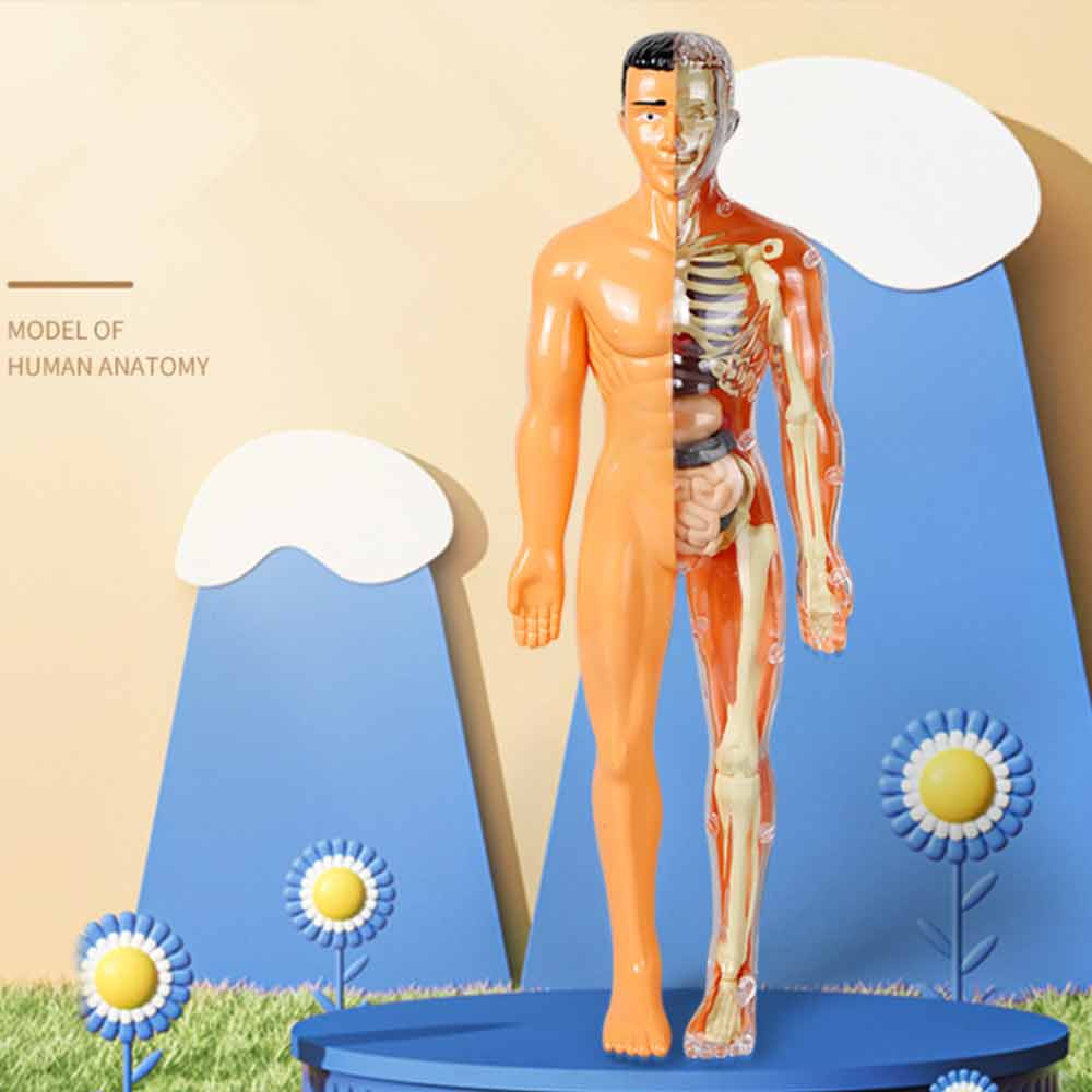Anthropomorphic Stem Children's Toys Plastic DIY Skeleton Toys Science Teaching Aids for Children
