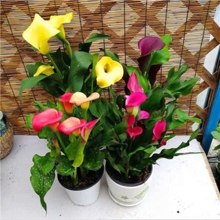 Củ hoa rum nhập Thái giá sỉ(set 5 củ to)