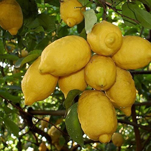 CÂY CHANH VÀNG MỸ LÙN SIÊU QUẢ ( ảnh thật như hình 2) - Cây Giống Tốt