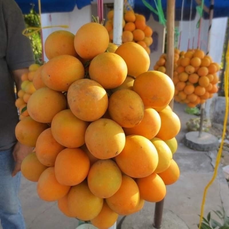 CÂY GIỐNG THANH TRÀ THÁI