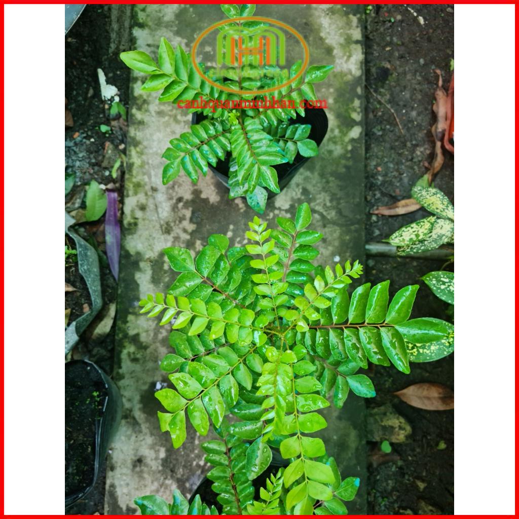 Cây cà ri Ấn Độ làm tăng hương vị cho các món ăn tặng kèm phân bón cho 3 tháng Minh Hân Garden