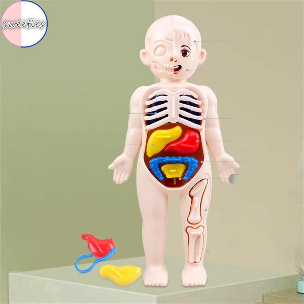 Mô Hình Cơ Quan Người diy Giáo Dục Khoa Học Cho Bé