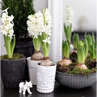 Củ giống hoa tiên ông hoa màu trắng - 1 củ