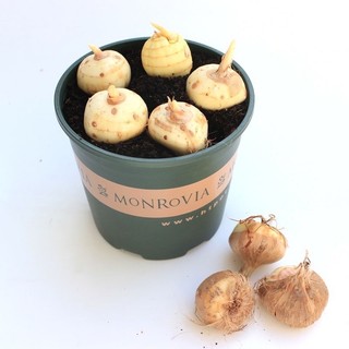 Củ giống hoa nghệ Tây (1 củ)