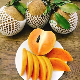 Cây giống hồng xiêm Mexico, cây giống to khỏe, tỷ lệ đậu quả cao, cây cao từ 60-80 cm - Cây Giống Tốt
