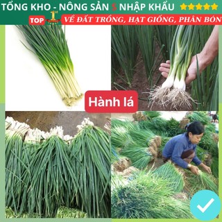  Hạt giống rau hành lá dễ trồng kháng bệnh tốt năng suất cao gói 1000 hạt nhà cửa và đời sống dễ trồng dễ chăm sóc 