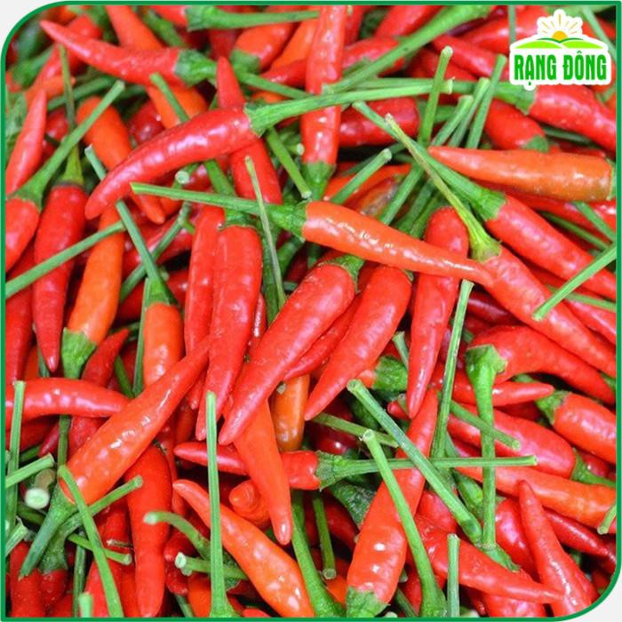 Hạt giống Ớt Hiểm siêu cay, siêu trái, trồng quanh năm