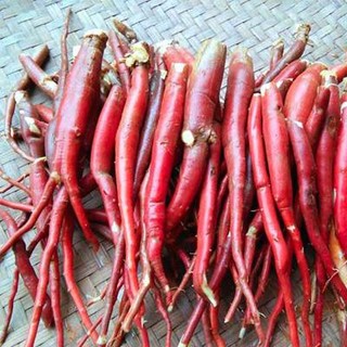 Sâm cau rừng tây bắc -1kg Sâm Cau đỏ tươi Tây Bắc ngâm rượu bổ thận tráng dương, tăng cường sinh lý