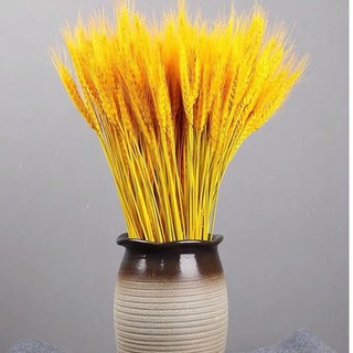 Bông Lúa Mạch Khô Decor Trang Trí Bó 100 Cành.