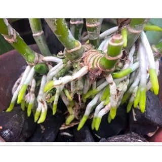 KÍCH RA RỄ ROOT KING SIÊU NHANH