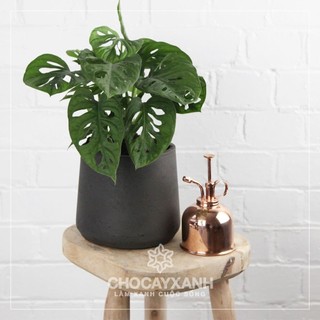 Trầu bà lá lỗ (trồng thuỷ sinh được) sen đá