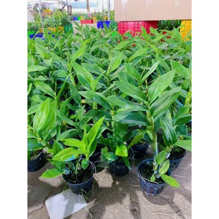 [Giá hủy diệt] denro giáng xưa mặt hoa lạ đang nụ