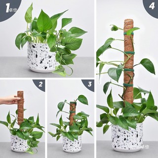 Trụ cột xơ dừa cho cây leo bám cột 30/40/50cm giova