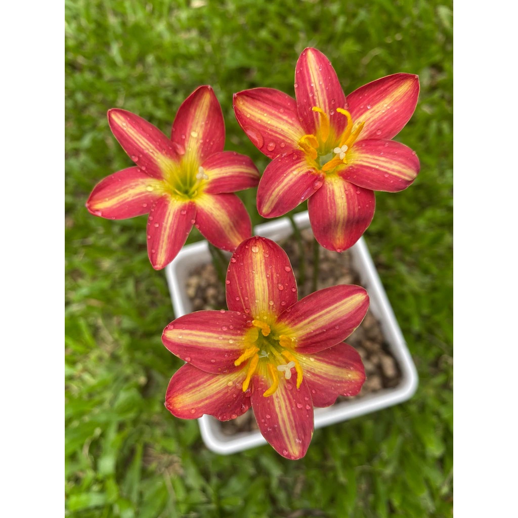 Củ hoa huệ mưa ngoại siêu hoa Úc,Thái Lan nhiều màu, size hoa_Củ tóc tiên ngoại siêu dễ sống hoa chuẩn vào tết 2024