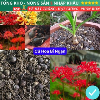 Củ hoa bỉ ngạn bông đều to nở đẹp có hướng dẫn trồng