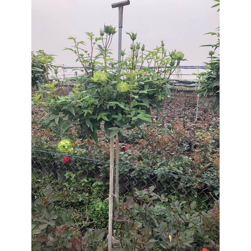 Gốc Hoa Hồng Thân Gỗ Hoa Đại  SIÊU HOA Đã Kích Rễ