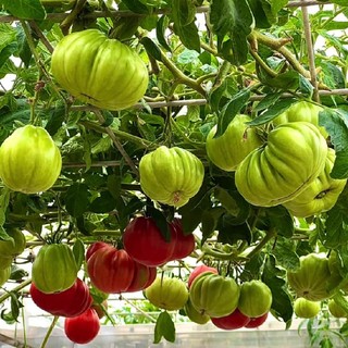 Hạt giống cà chua múi lê Nga khổng lồ 700gr, leo giàn cao - Hạt Giống Tốt