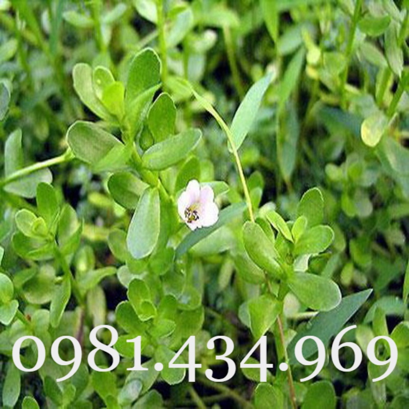 Rau Đắng Đất Khô 01KG Nguyên Chất Loại 01 Nhà Làm Tốt