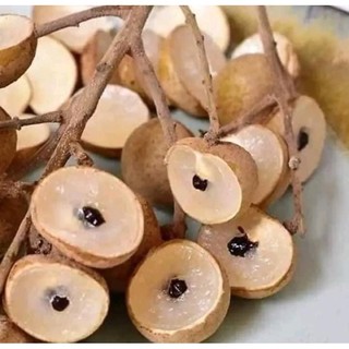 Cây giống Nhãn hạt lép - Cây Giống Tốt