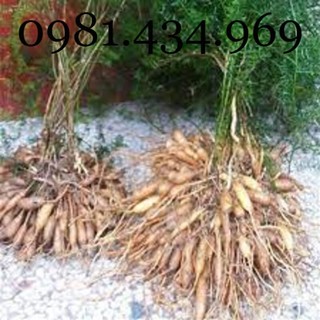 Sâm Dây Ngọc Linh 01KG