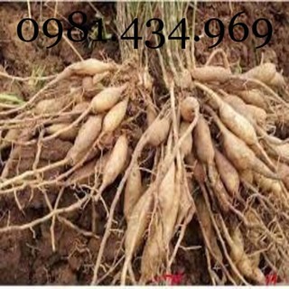 Sâm Dây Ngọc Linh 01KG