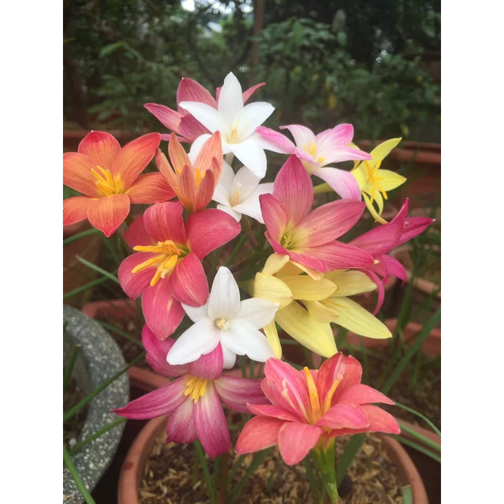 Củ hoa huệ mưa ngoại siêu hoa Úc,Thái Lan nhiều màu, size hoa_Củ tóc tiên ngoại siêu dễ sống hoa chuẩn vào tết 2024