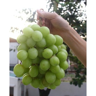 Cây nho xanh thompson không hạt - cây giống tốt