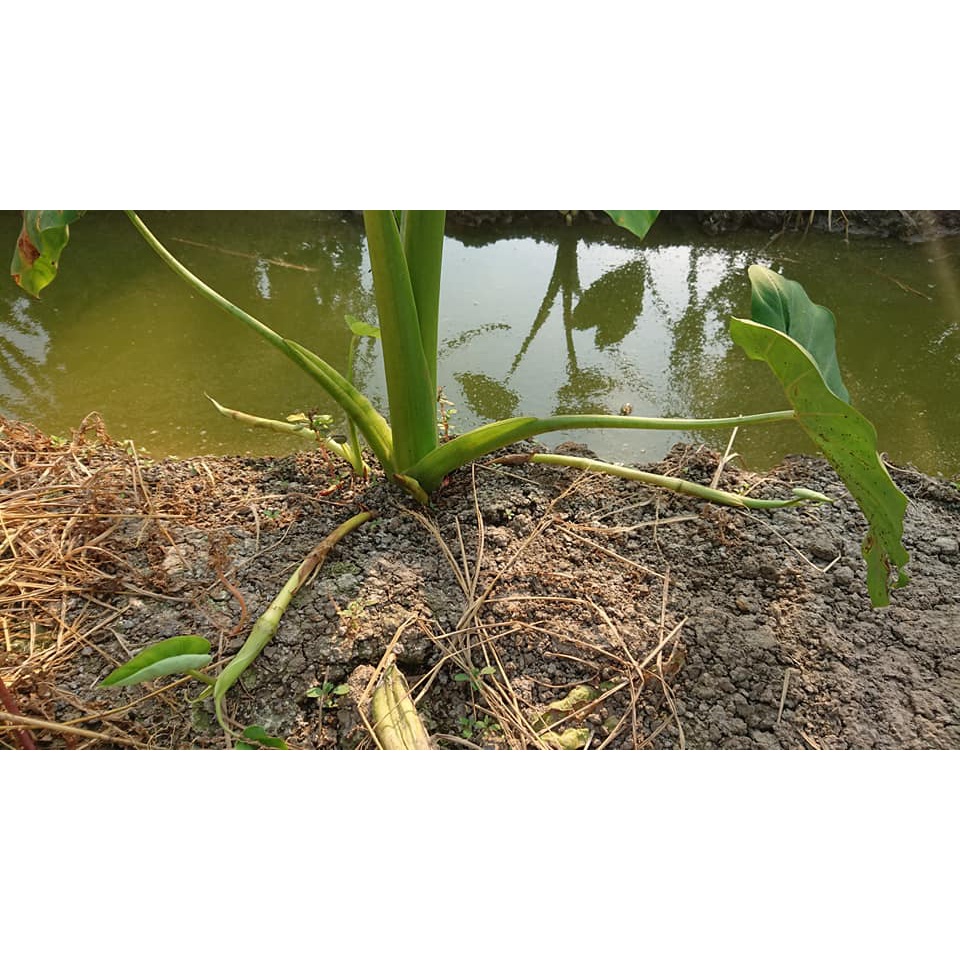 Combo 50 cây giống môn thái lấy ngó đảm bảo không ngứa