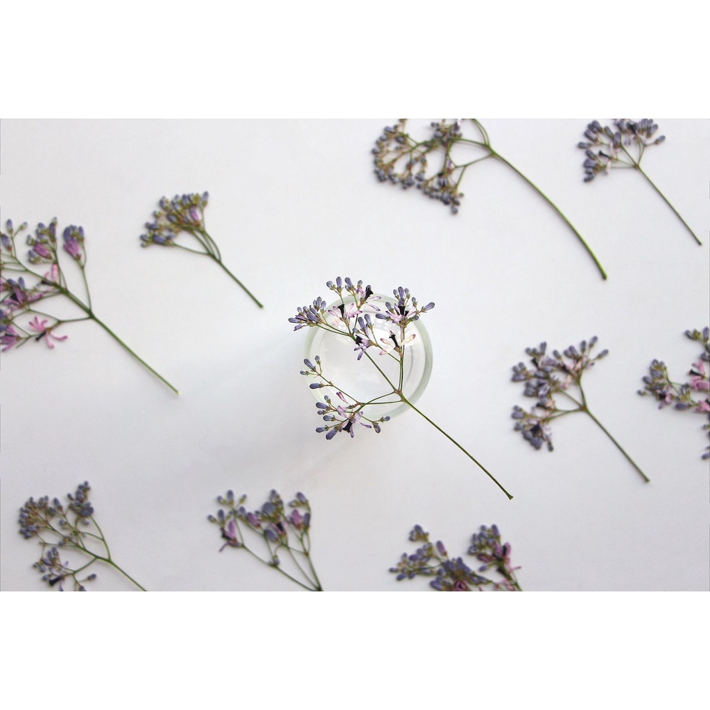 Melia azedarach branches Hoa Khô Dập Nổi Hình Lá Khô Trang Trí Sách / Khung Ảnh diy