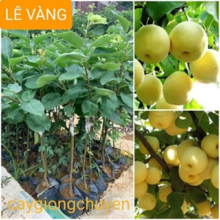 Giống cây lê vàng lùn siêu quả - cây ghép - cây giống tốt