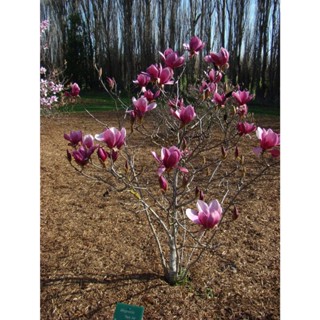 Cây Giống Mộc Lan Siêu Nhiều Nụ Cây Dễ Trồng Nở Hoa Dịp Tết