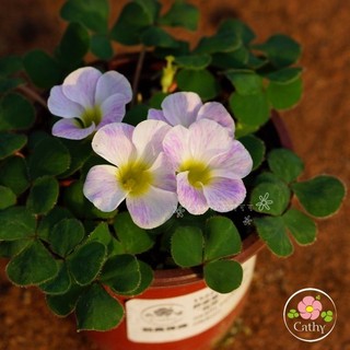 củ hoa oxalis dòng purpurea
