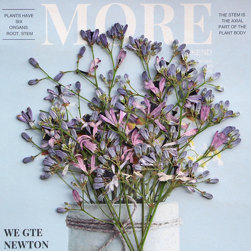 Melia azedarach branches Hoa Khô Dập Nổi Hình Lá Khô Trang Trí Sách / Khung Ảnh diy