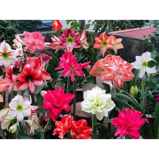 Củ hoa huệ tây , lan huệ cánh kép ngậm nụ
