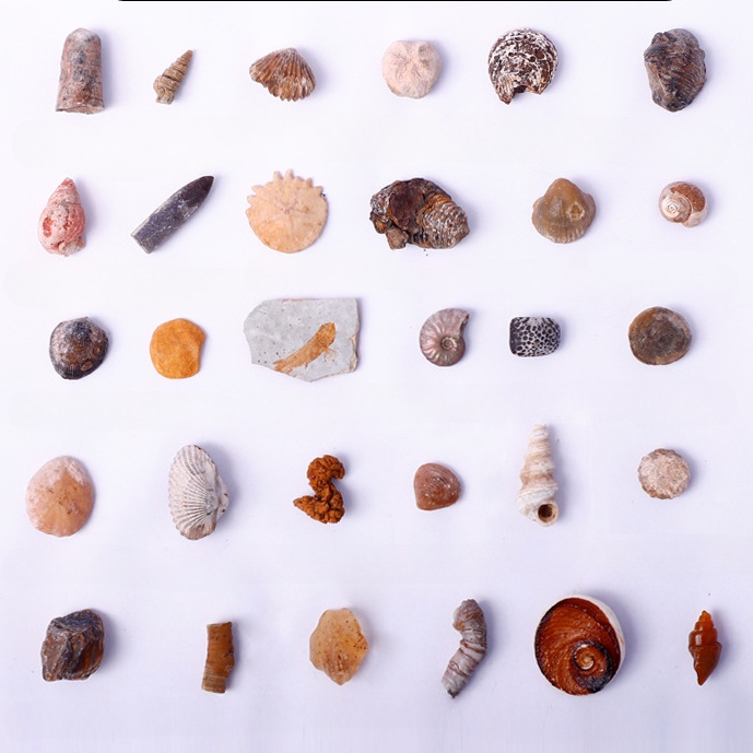 Mút Xốp Tự Nhiên Dạy Học Cho Bé