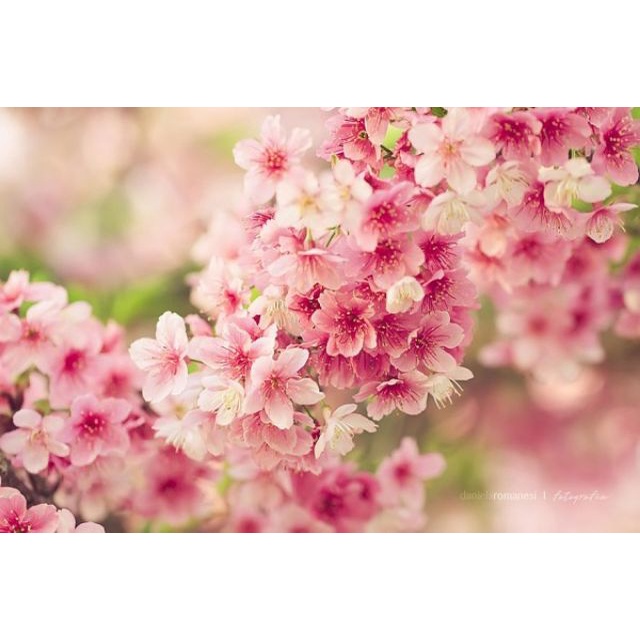 Hạt giống Hoa Anh Đào Nhật Bản Gói 5 hạt hoa chuẩn vào tết 2024