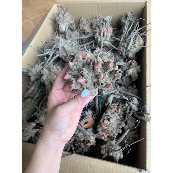 Củ Hoa Mẫu Đơn Cánh Kép Nhiều Màu, Củ Cây Hoa Mẫu Đơn Đã Nảy Nhiều Mầm - Bông To Siêu Hoa