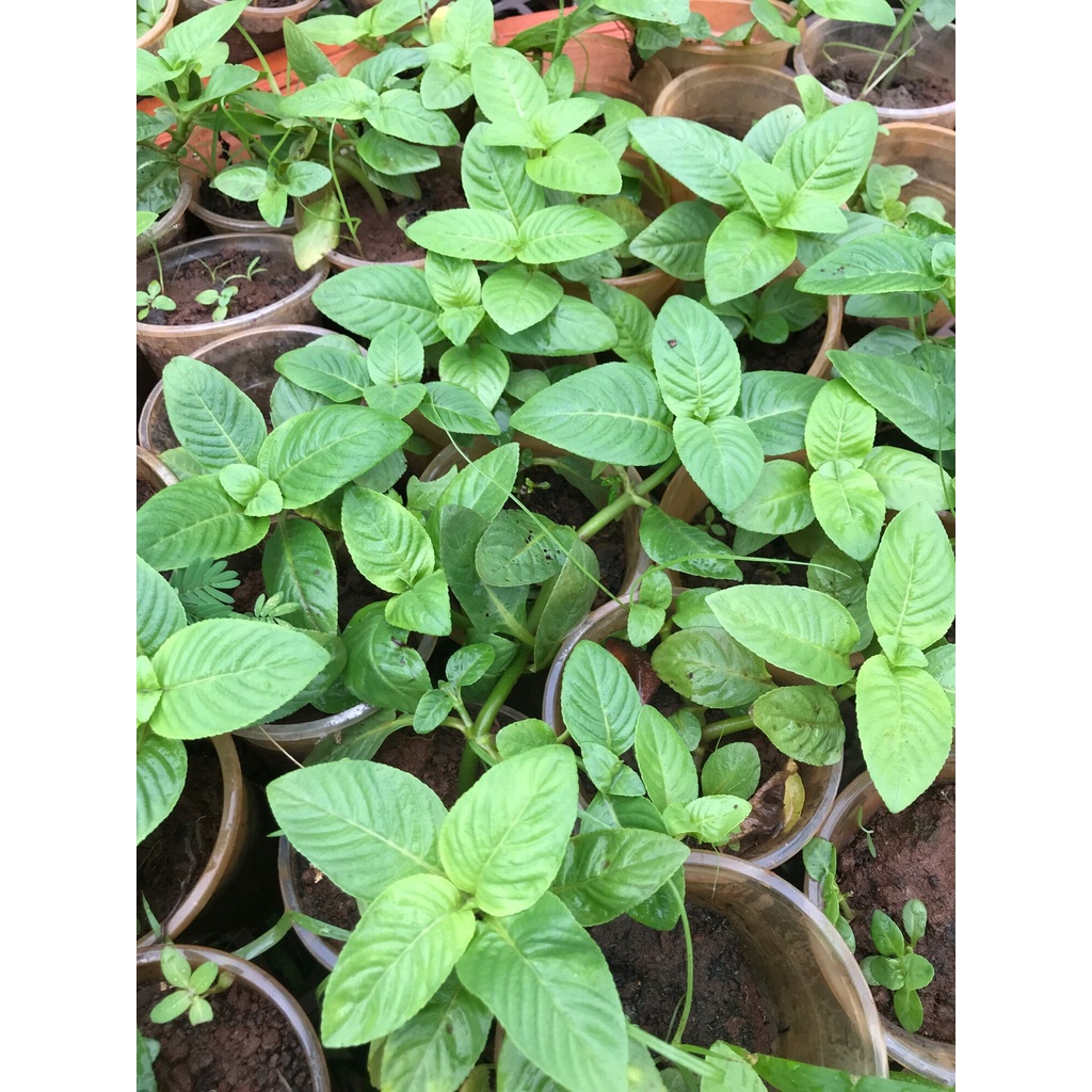 Cây rau xá xị , rau thơm mùi xá xị, dùng ăn sống, bánh tráng cuốn thịt luộc